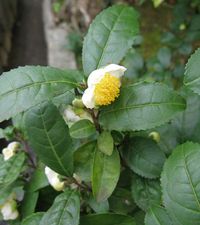 640px-Camellia_sinensis_Japan