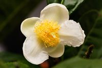 640px-Flower_of_camellia_sinensis