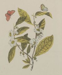 Naturalis_Biodiversity_Center_-_L.2096367_-_Meerburgh,_N._-_Camellia_sinensis_Kuntze_-_Artwork_(cropped)