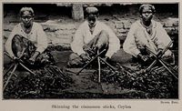 Skinning_the_cinnamon_sticks,_Ceylon,_photo_from_The_Encyclopedia_of_Food_by_Artemas_Ward