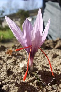 Crocus_sativus,_saffron_(30)