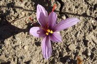 Crocus_sativus,_saffron_(36)