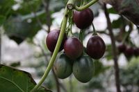 640px-Solanum_betaceum_fruits