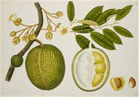 Durio_Zibethinus_(Bombacaceae)_-_40_drawings_of_plants_at_Bencoolen,_Sumatra_(c.1824)_-_BL_NHD_48-20