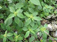 640px-Mexican_fireplant_(Euphorbia_heterophylla)