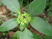 640px-Mexican_fireplant_(Euphorbia_heterophylla)_flower_1