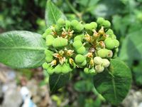640px-Mexican_fireplant_(Euphorbia_heterophylla)_flower_2