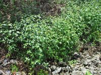 640px-Mexican_fireplant_(Euphorbia_heterophylla)_habit