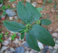 Euphorbia_hirta_plant