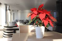 Poinsettia_on_table_at_Christmas_time