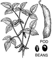 640px-Soybean_(PSF)