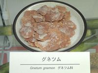 Gnetum gnemon