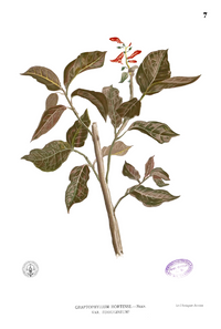 Graptophyllum pictum