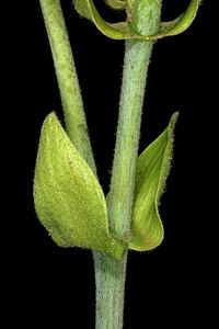 Hibiscus_tiliaceus_subsp._tiliaceus_1DS-II_0279