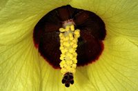 Hibiscus_tiliaceus_subsp._tiliaceus_1DS-II_4240