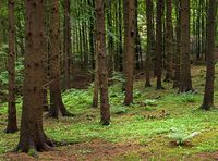 640px-Spruce_forest_at_Holma_by_Gullmarn_3