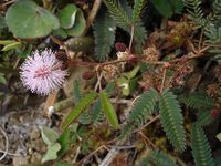 640px-Mimosa_pudica0