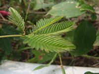Mimosa_pudica_leaves_close_up