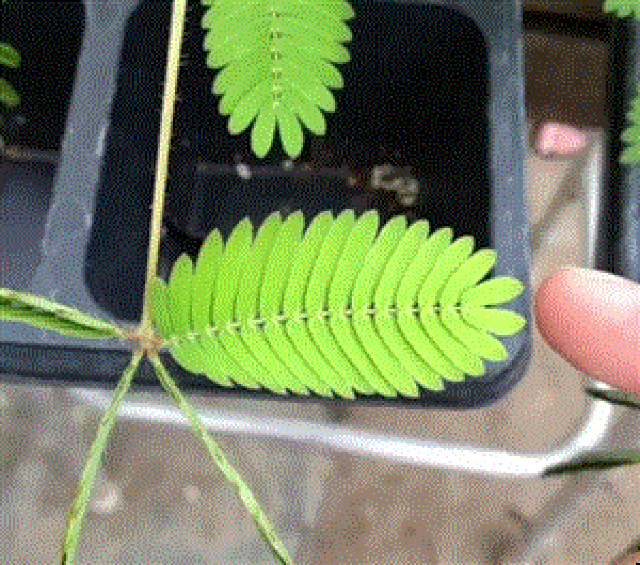 Mimosa pudica Mimosa pudica