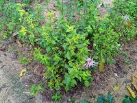 Orthosiphon_aristatus_at_Kepong_Botanical_Garden_20230625_103147