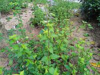 Orthosiphon_aristatus_at_Kepong_Botanical_Garden_20230625_103153