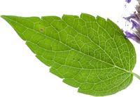lichtplant patchouli (2)
