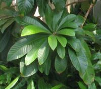 Pouteria_sapota_-_marmalade_tree_-_desc-leaf_cluster_-_from-DC1