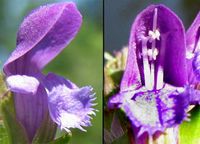 Prunella_vulgaris-flowers