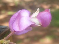 640px-Securidaca_longipedunculata,_blom,_Kililene,_g