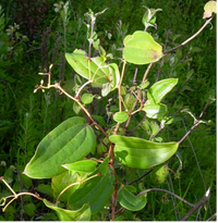 Screenshot 2023-05-10 at 09-49-51 West African Plants - A Photo Guide - Smilax anceps Willd