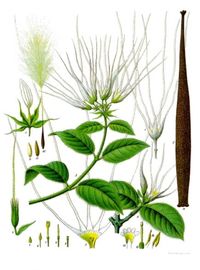 640px-Strophanthus_hispidus_-_K&ouml;hler&ndash;s_Medizinal-Pflanzen-131