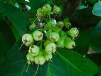 Pomme-malacca_(fruits)