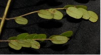 Screenshot 2023-05-14 at 13-16-53 West African Plants - A Photo Guide - Tetrapleura tetraptera (Schumach. &amp; Thonn.) Taub