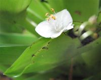 Tradescantia_spathacea-Yucatan-flowers