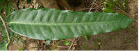 Screenshot 2023-05-14 at 19-18-54 West African Plants - A Photo Guide - Treculia africana Desc