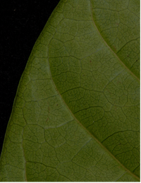 Trichilia monadelpha