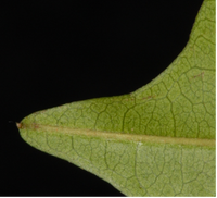 Trichilia monadelpha