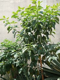 Vernonia amygdalina