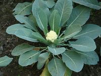 640px-Growing_Cauliflower