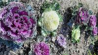 640px-Different_colours_of_Kale_Flower_(Brassica_oleracea)