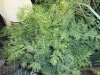 640px-Dill_for_sale