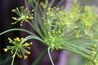 Dill_Flowers_(259888893)