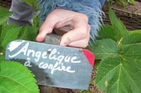 Angelica archangelica