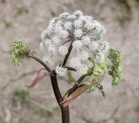 Wild_angelica_-_before_blooming