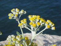 640px-Helichrysum_italicum_(corsica)