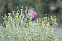 Helichrysum_italicum_flowers_(not_sure_about_this)