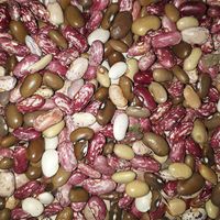 640px-Kholar_beans-kidney_beans_produced_in_Nagaland