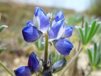 640px-Blue_lupin_flowers