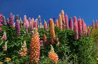 Lupinus_polyphyllus_(Russell_Lupin)_(8170995765)
