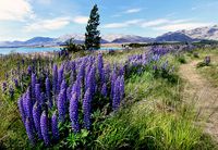The_blue_lupins._(25225751095)